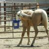 Young filly getting a good scratch. This mare was sold as a yearling fall 2011 into Idaho. 